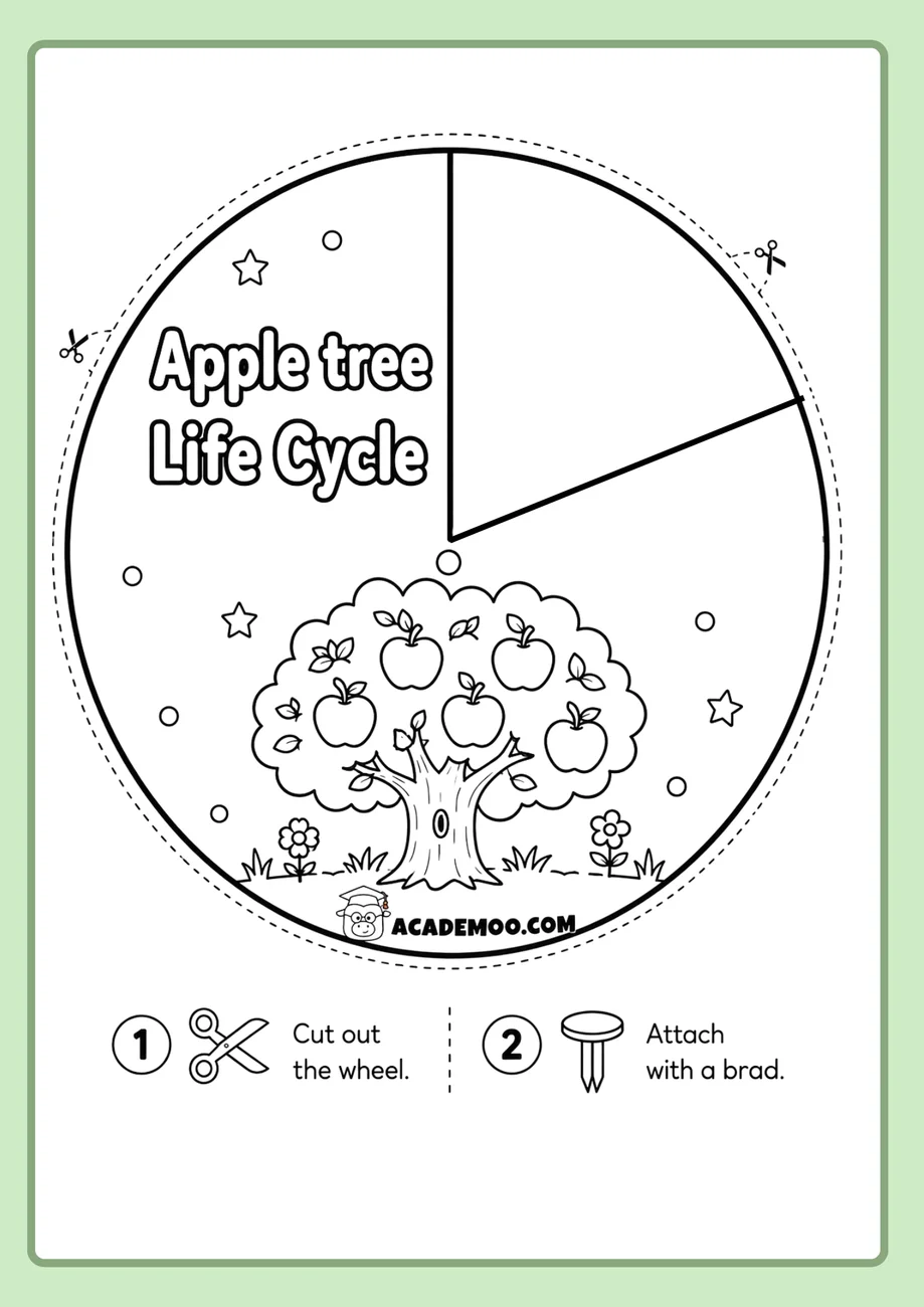 Apple Tree Life Cycle Wheel worksheet — 1st grade science printable PDF · Free printable apple tree life cycle wheel worksheet for 1st Grade.