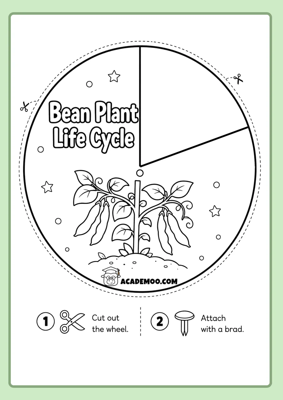 Bean Plant Life Cycle Wheel worksheet — 1st grade science printable PDF · Free printable bean plant life cycle wheel worksheet for 1st Grade.