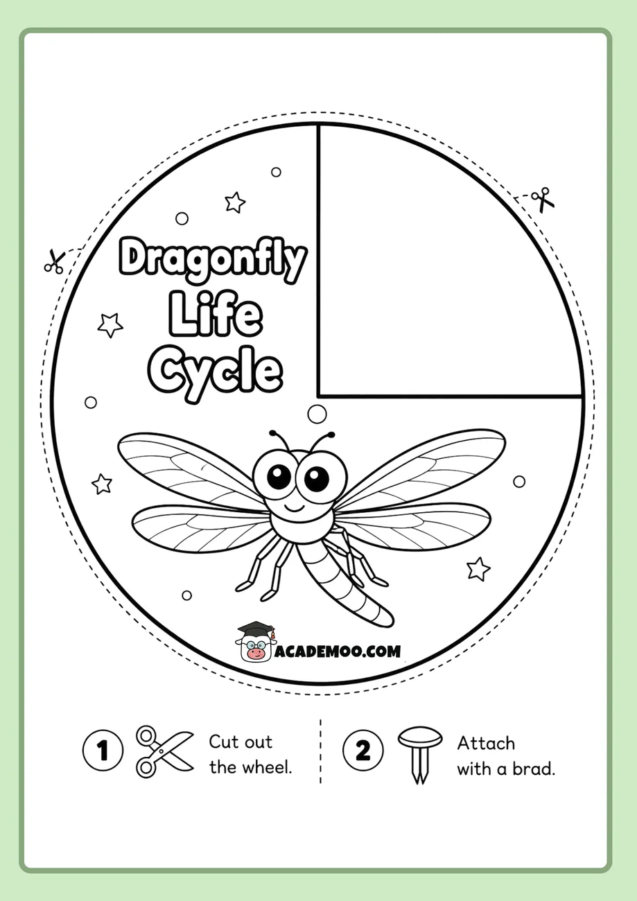 Dragonfly Life Cycle Wheel worksheet — 1st grade science printable PDF · Free printable dragonfly life cycle wheel worksheet for 1st Grade.