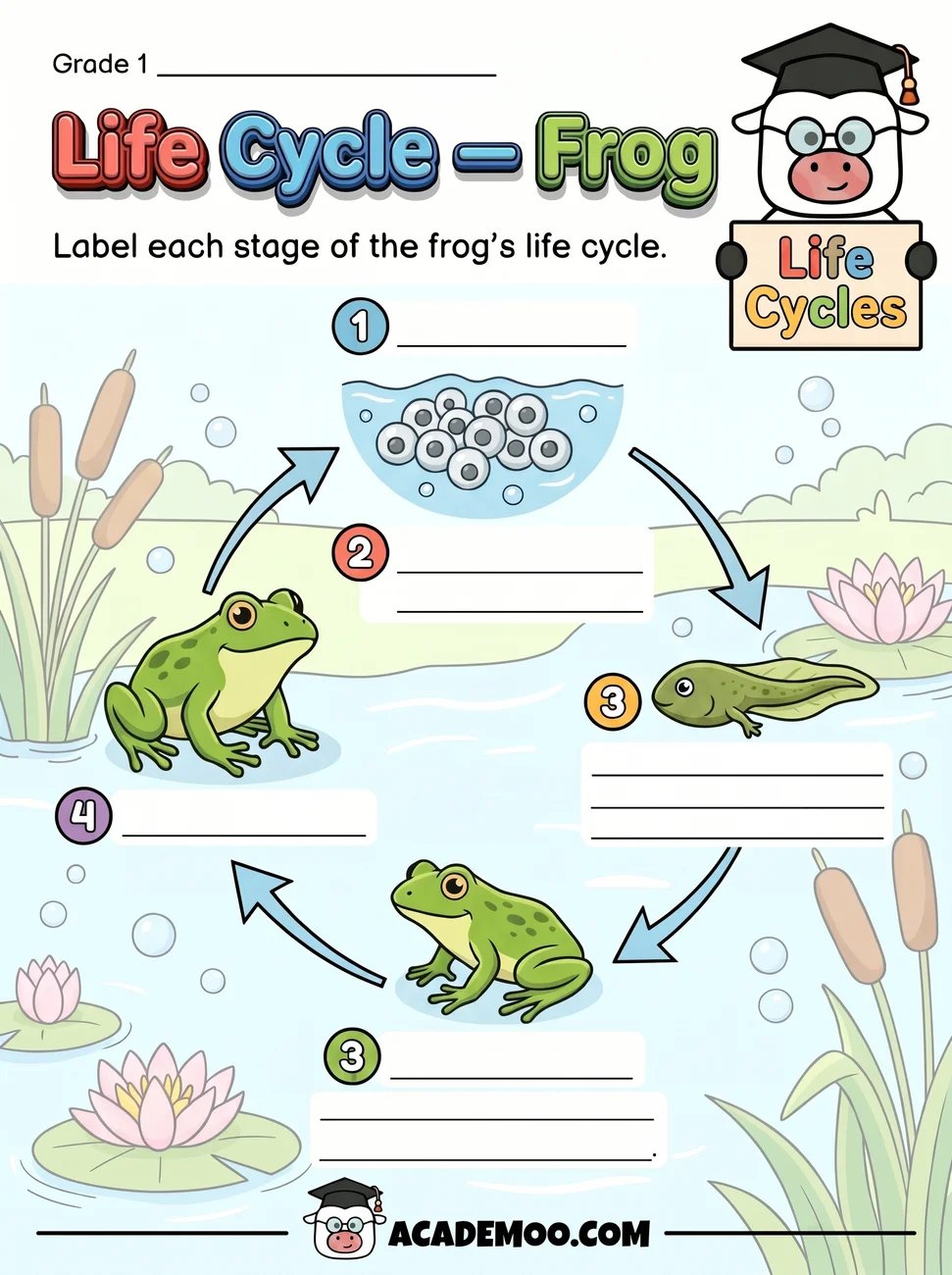 Life Cycle of a Frog worksheet — 1st grade science printable PDF · Free printable life cycle of a frog worksheet for 1st Grade.