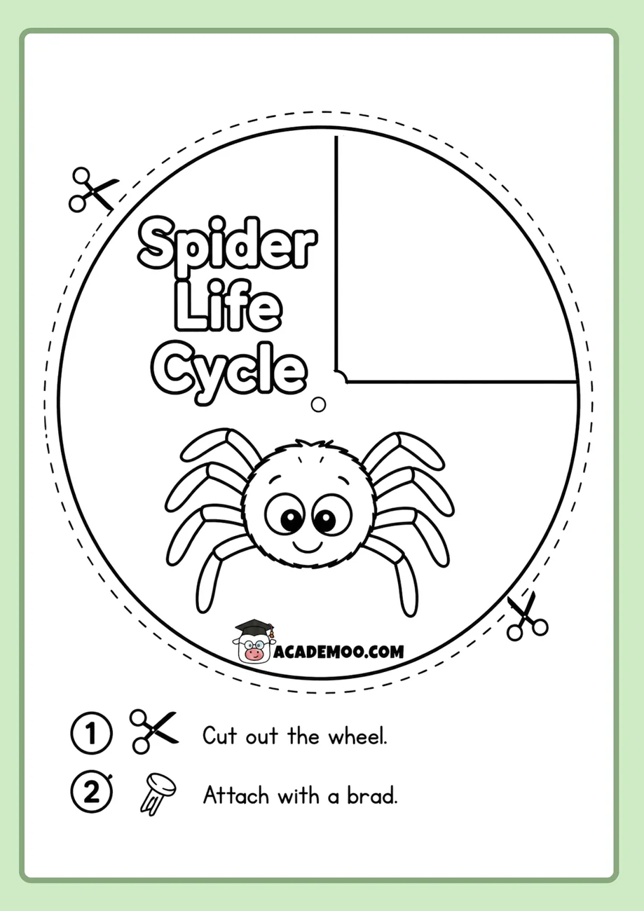 Spider Life Cycle Wheel worksheet — 1st grade science printable PDF · Free printable spider life cycle wheel worksheet for 1st Grade.