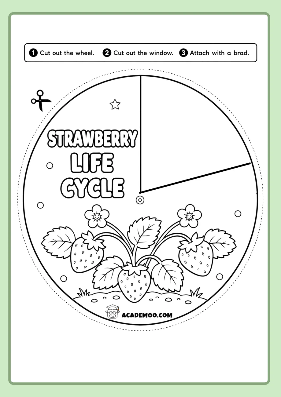 Strawberry Life Cycle Wheel worksheet — 1st grade science printable PDF · Free printable strawberry life cycle wheel worksheet for 1st Grade.